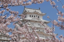202104Photo 桜とお城