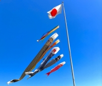202405こいのぼり v4
