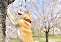 202504 柴犬と桜
